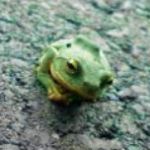 ぽち