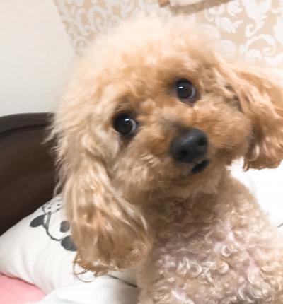 mochi