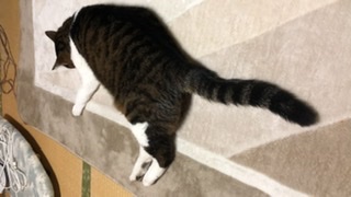 こーへーちゃん