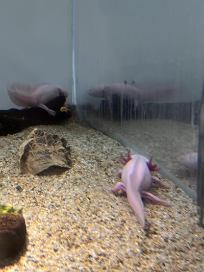 もち