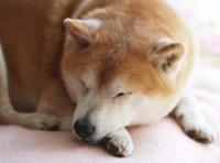 麗音